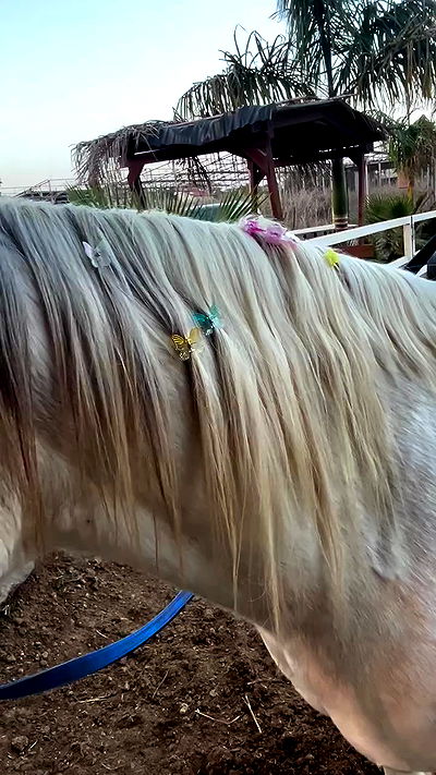 _wizardmidget_ _wizardmidget_ archive video