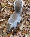 jahia_brown Altpins Profile Picture