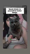 chibinekopurr Altpins Profile Picture