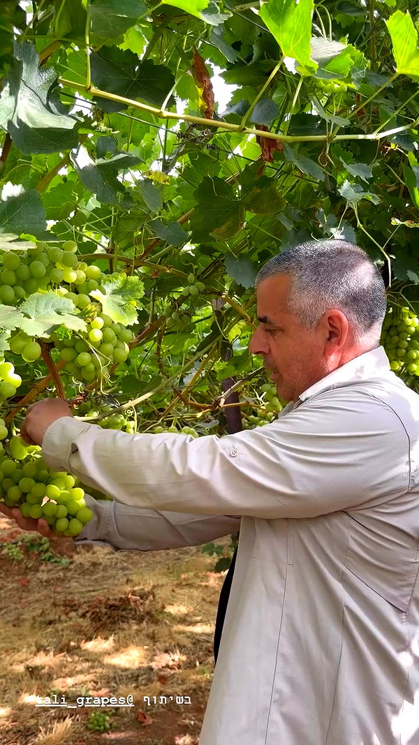 tali_grapes archive video preview