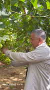 tali_grapes Altpins Profile Picture