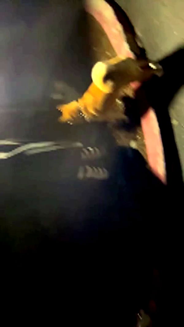 zommmbri archive video preview