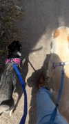 yaarat11 Altpins Profile Picture