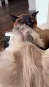 laluzone Altpins Profile Picture