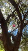 elizabethcampbelljones Altpins Profile Picture