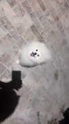 elsgatti Altpins Profile Picture
