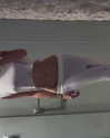 ann.shellll Altpins Profile Picture