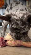rott3nbambi Altpins Profile Picture