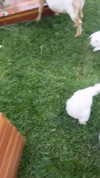 elizabethcampbelljones Altpins Profile Picture