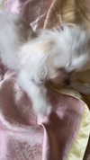 elizabethcampbelljones Altpins Profile Picture