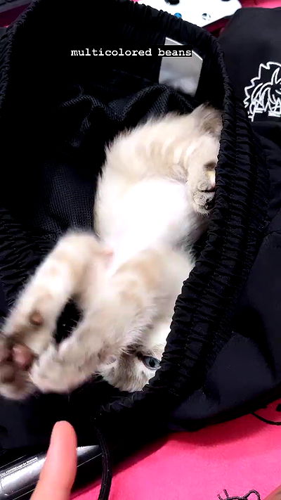 suikomuu suikomuu archive video