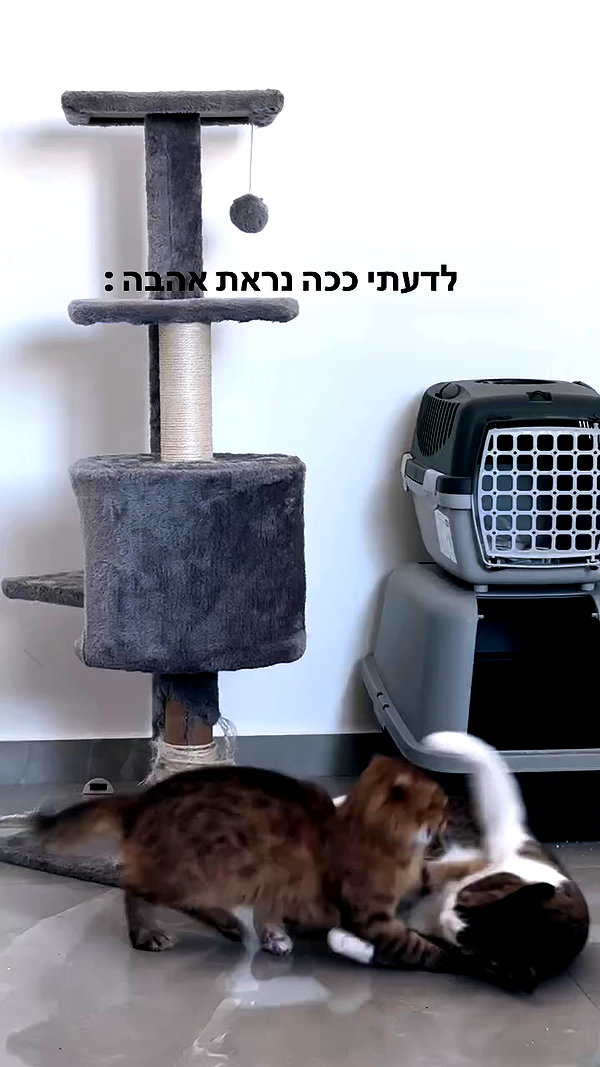shaharo__._ archive video preview