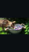 strawberryshanz Altpins Profile Picture