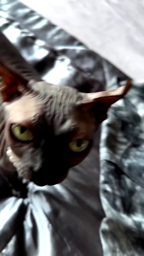 darkstar_mia archive video preview