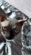 darkstar_mia Altpins Profile Picture