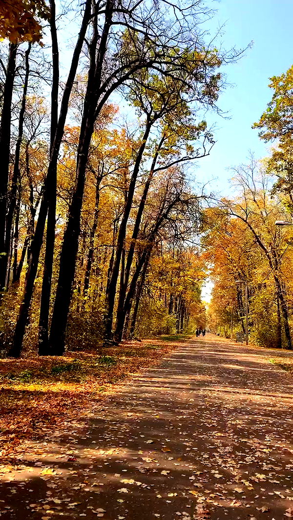 nyityam archive video preview