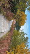 liron_haas Altpins Profile Picture