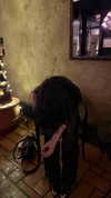 kaniiberry Altpins Profile Picture