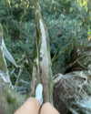 rouxroux.tv Altpins Profile Picture