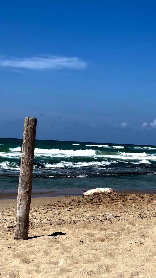noa.danino_ archive video preview