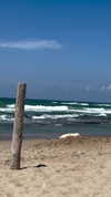 noa.danino_ Altpins Profile Picture