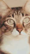 laluzone Altpins Profile Picture
