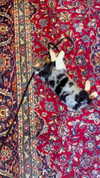 elizabethcampbelljones Altpins Profile Picture