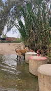 sonia_kalabin Altpins Profile Picture