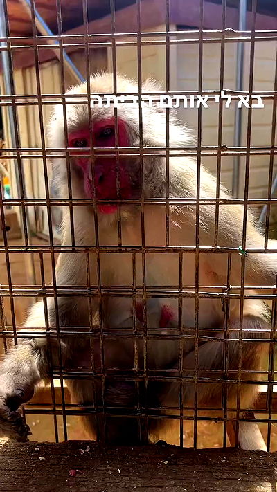 ormosheee ormosheee archive video