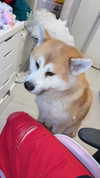 pilmeny.chan Altpins Profile Picture