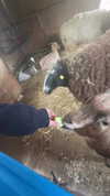 feelbetterinmysweater Altpins Profile Picture