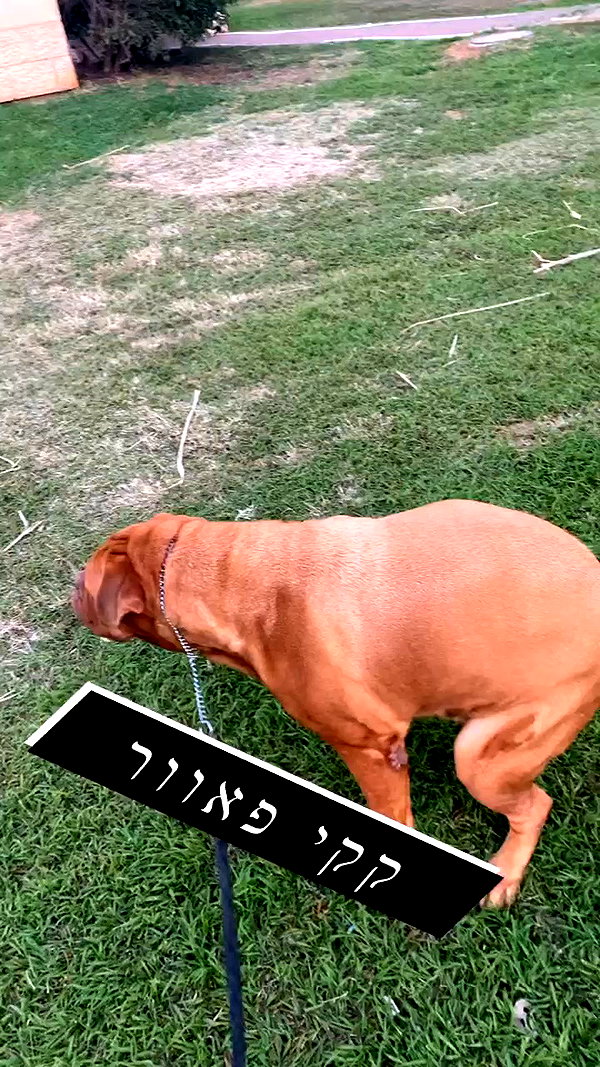 elaysolomon archive video preview