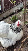 lotembar Altpins Profile Picture