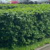 itsnokiiia Altpins Profile Picture