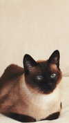 laluzone Altpins Profile Picture