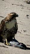swholeanimal Altpins Profile Picture