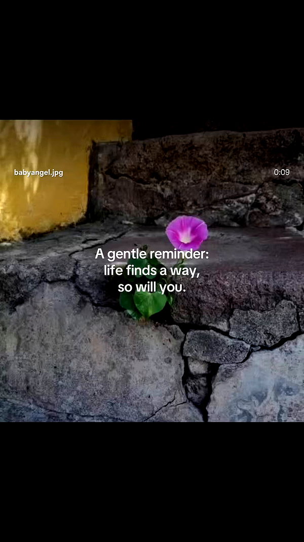 notchicore archive video preview