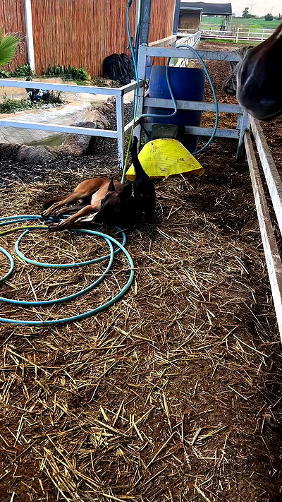 _wizardmidget_ _wizardmidget_ archive video