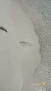 kyliejenner Altpins Profile Picture