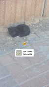 avital_1010.2003 Altpins Profile Picture