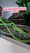 alyri_tv Altpins Profile Picture