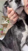lollinski Altpins Profile Picture