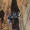 stranstviepera Altpins Profile Picture
