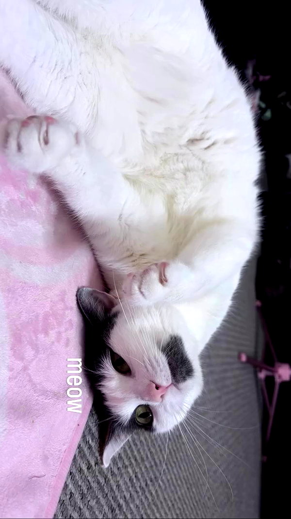 livindeadyaz archive video preview