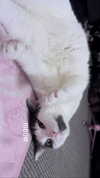 livindeadyaz Altpins Profile Picture