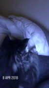 evasela__ Altpins Profile Picture