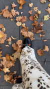 vollkova__ Altpins Profile Picture