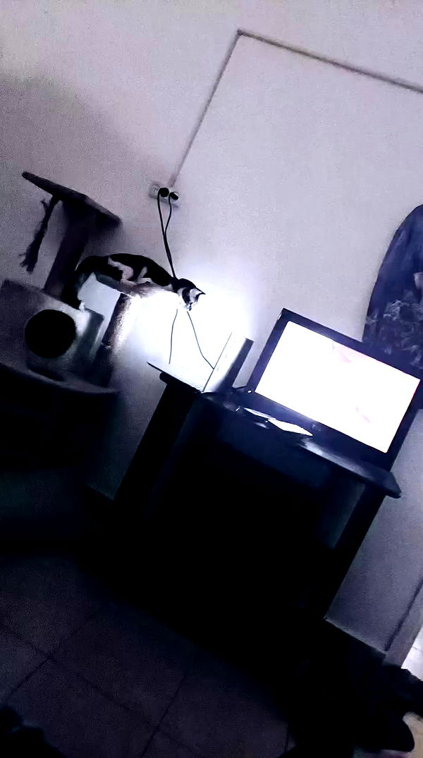 moonyyyya archive video preview