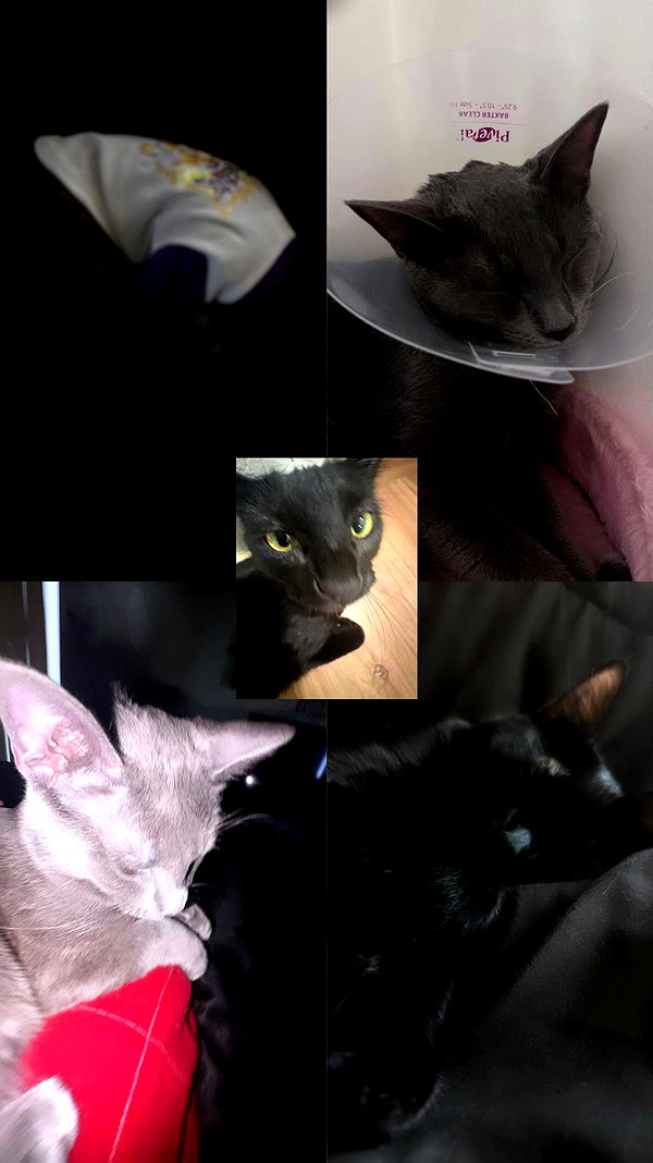 aw.yxani_ archive video preview