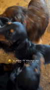 libby_reut Altpins Profile Picture